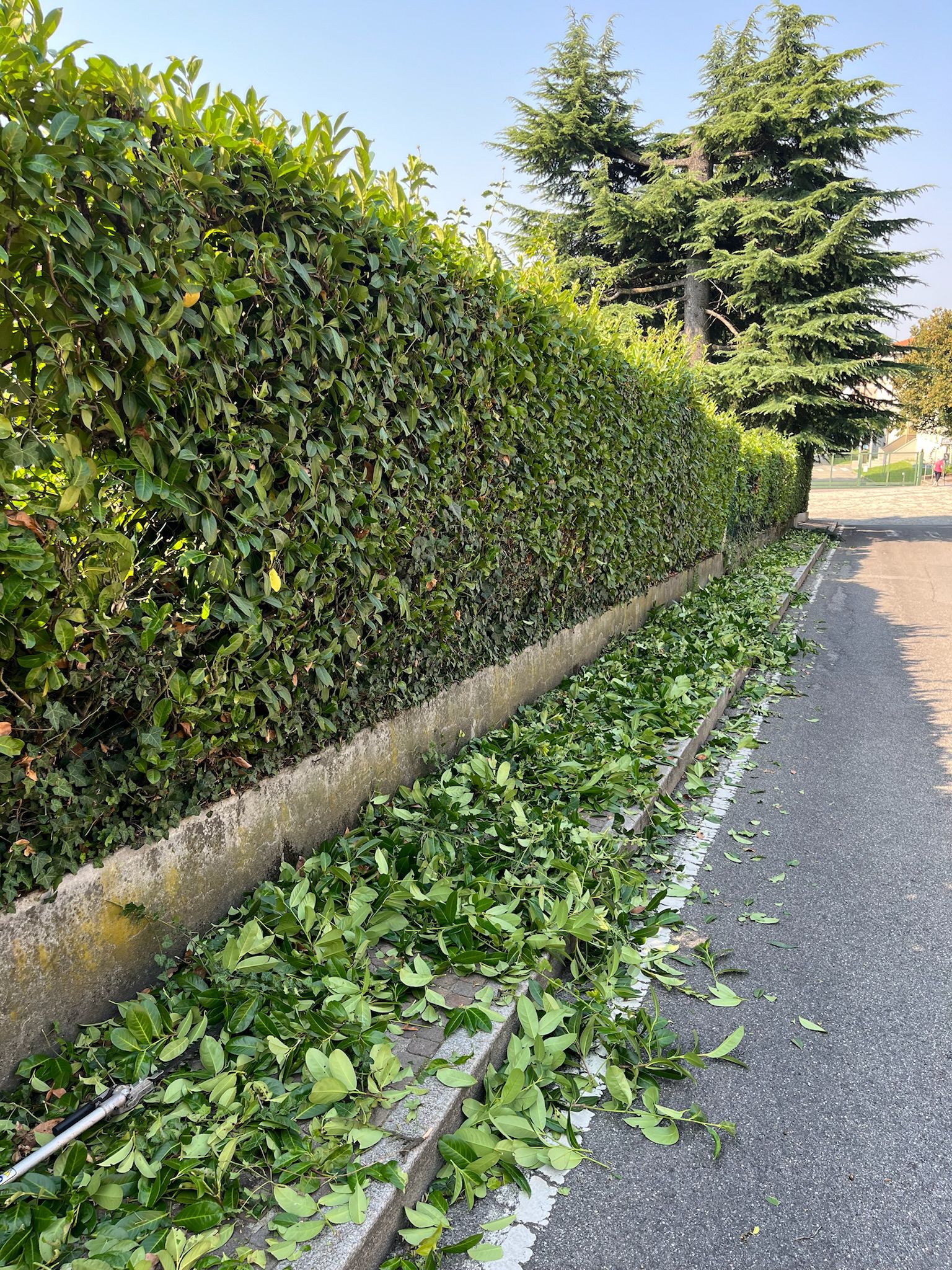 Pulizia Giardino